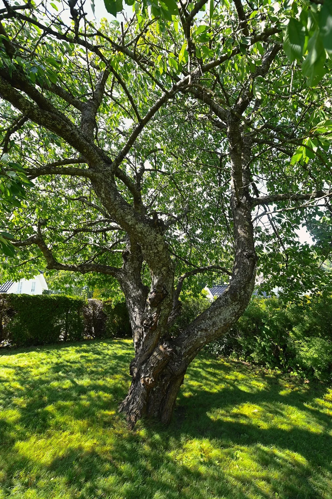 Photo 46