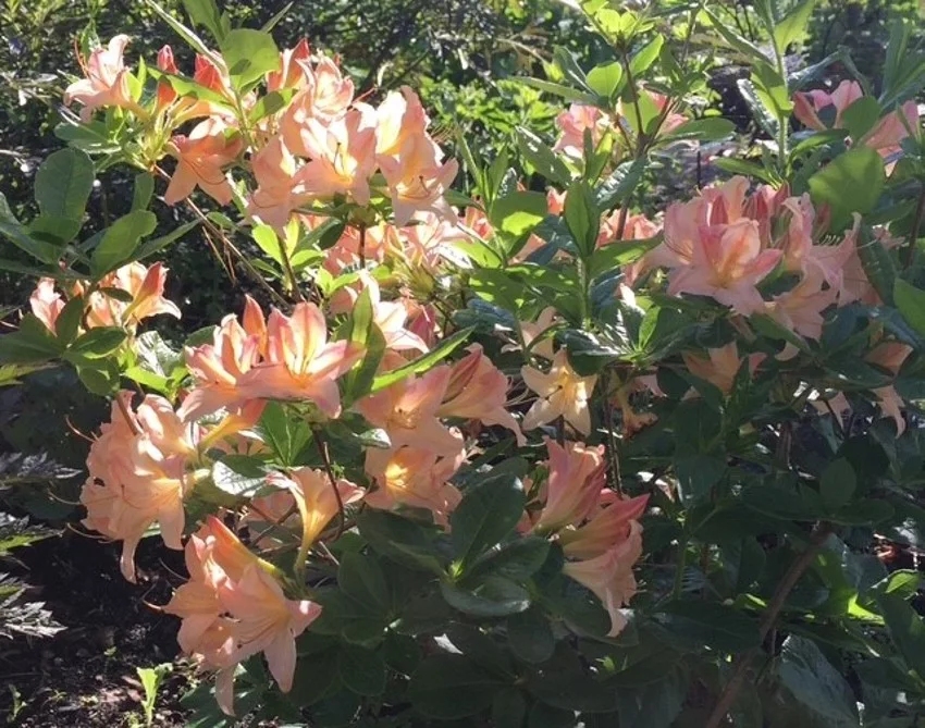 Photo 48