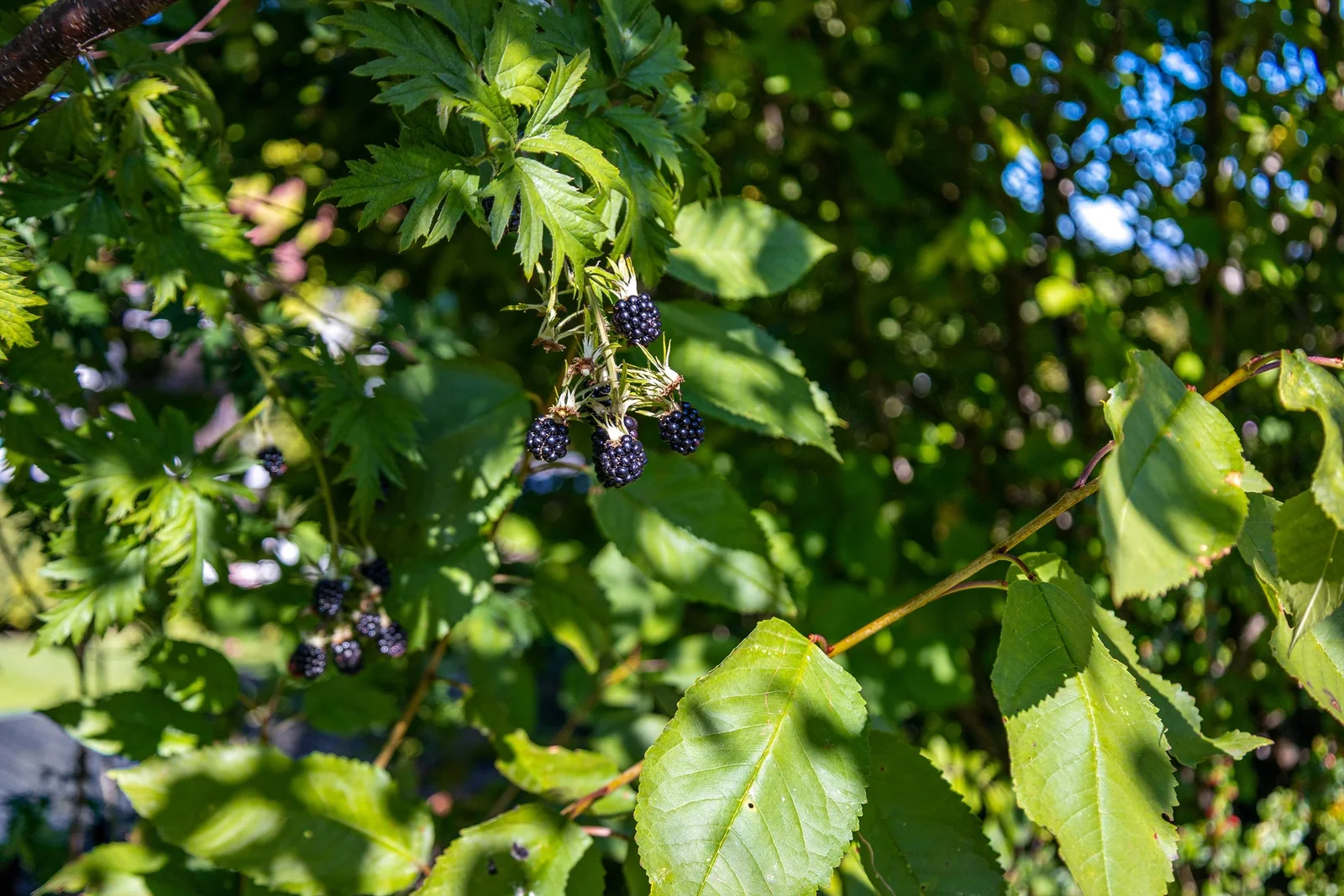 Photo 43