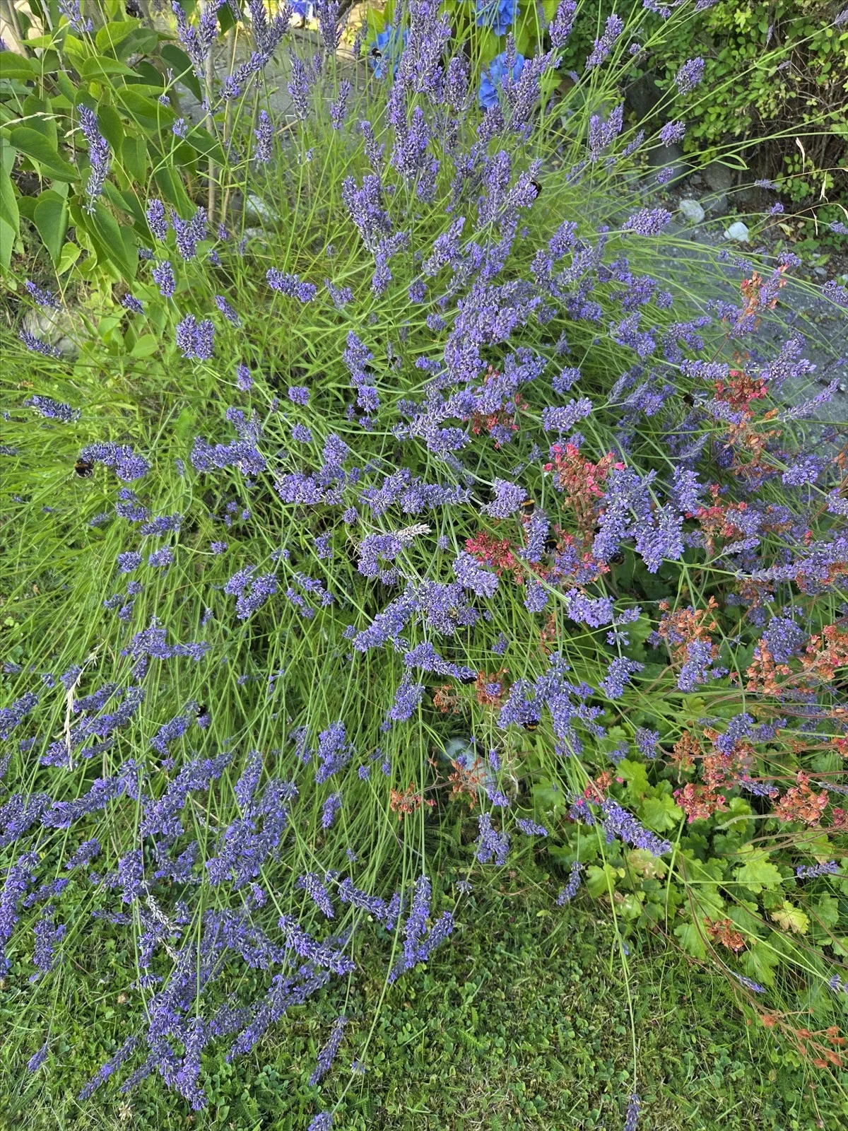 Photo 29