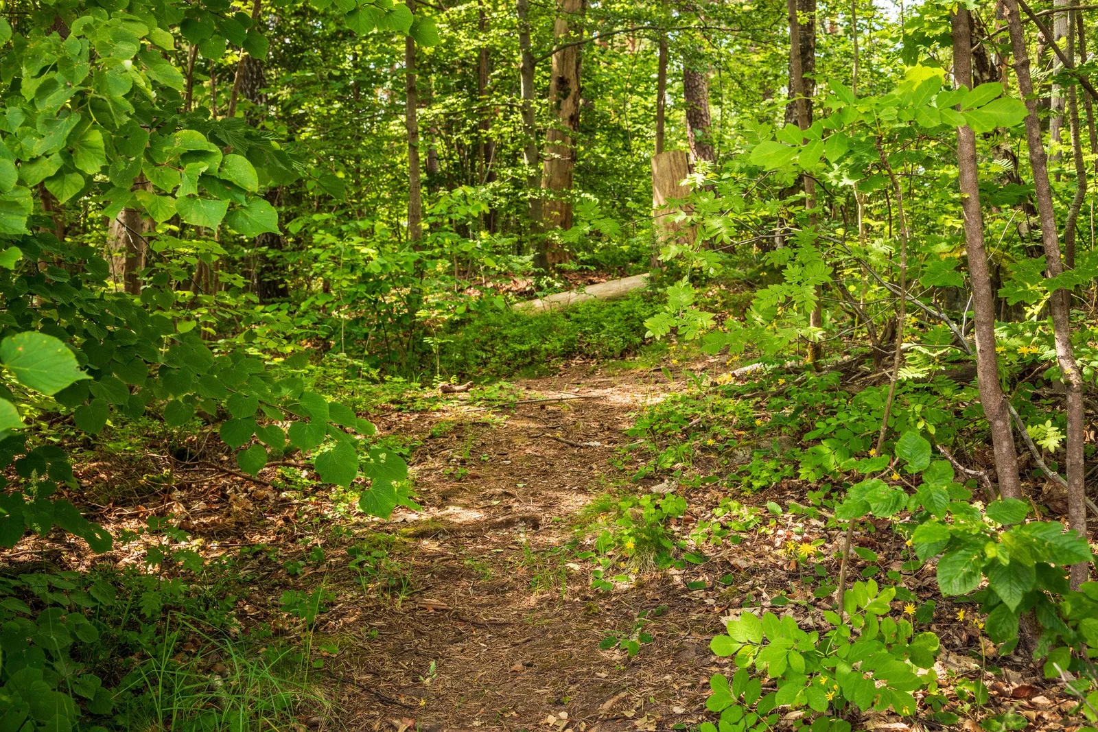Photo 55