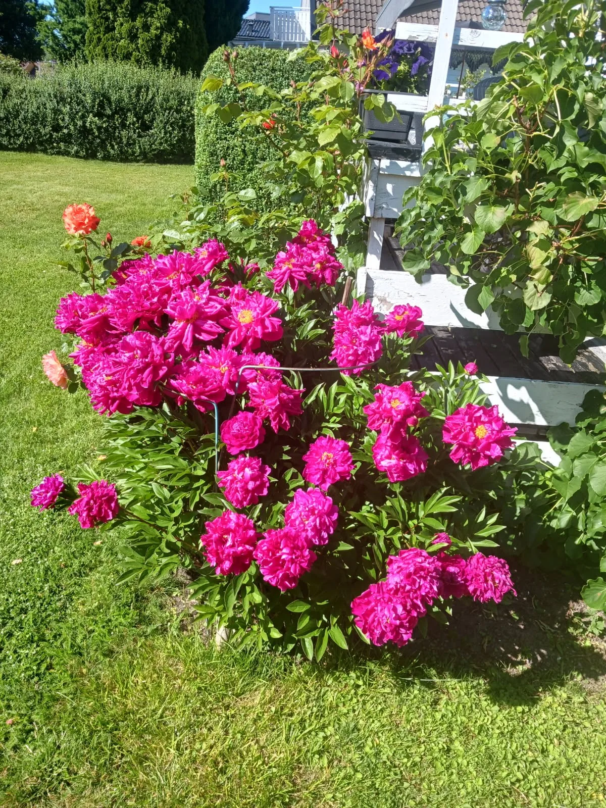 Photo 44