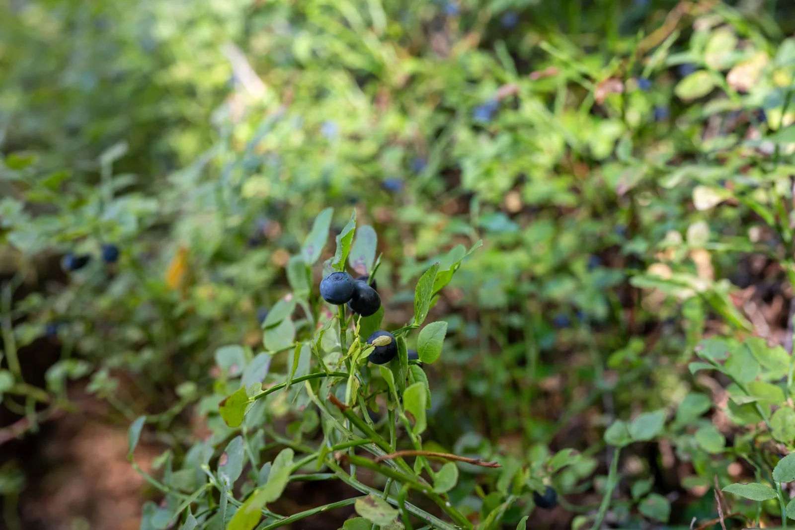 Photo 46