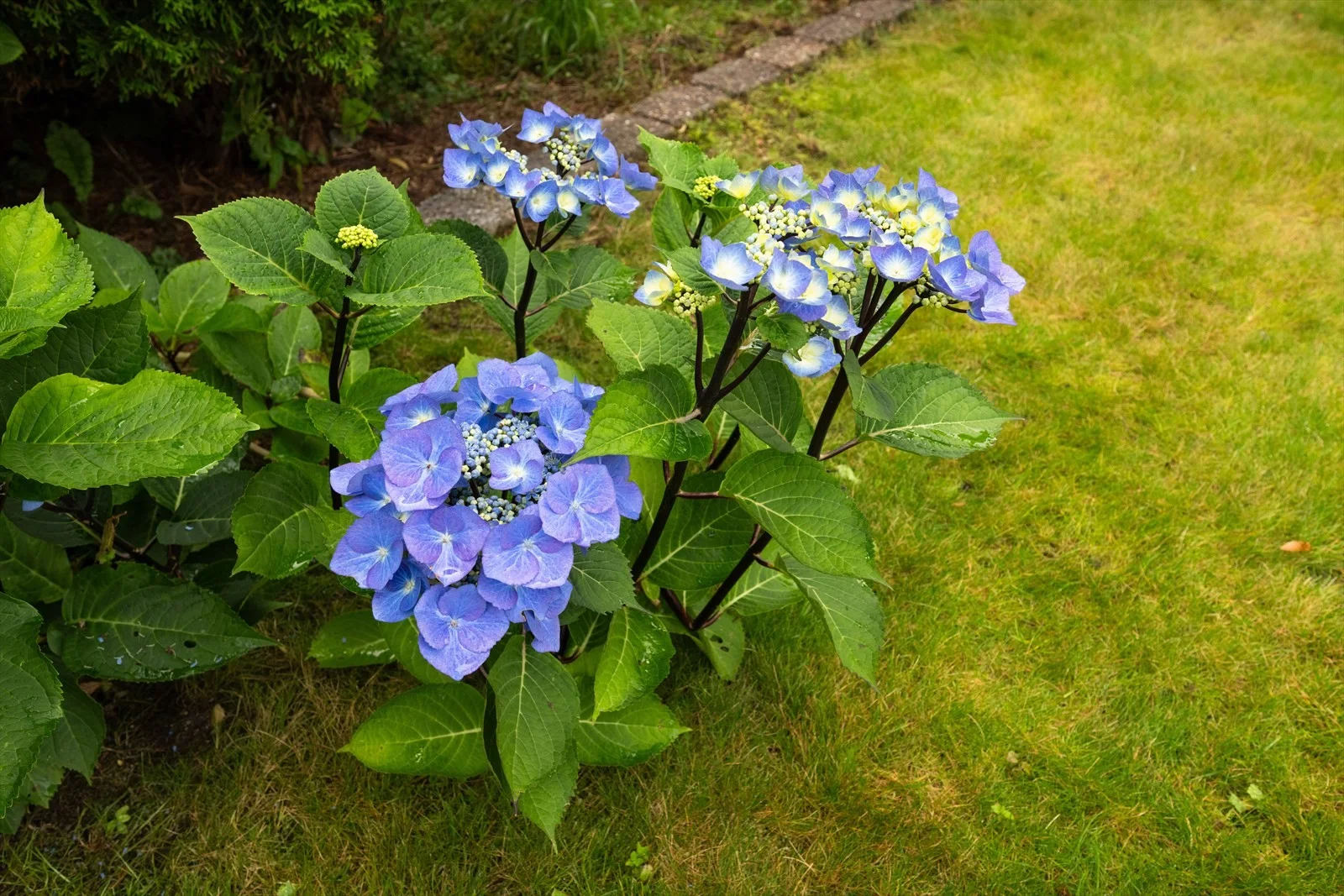 Photo 46