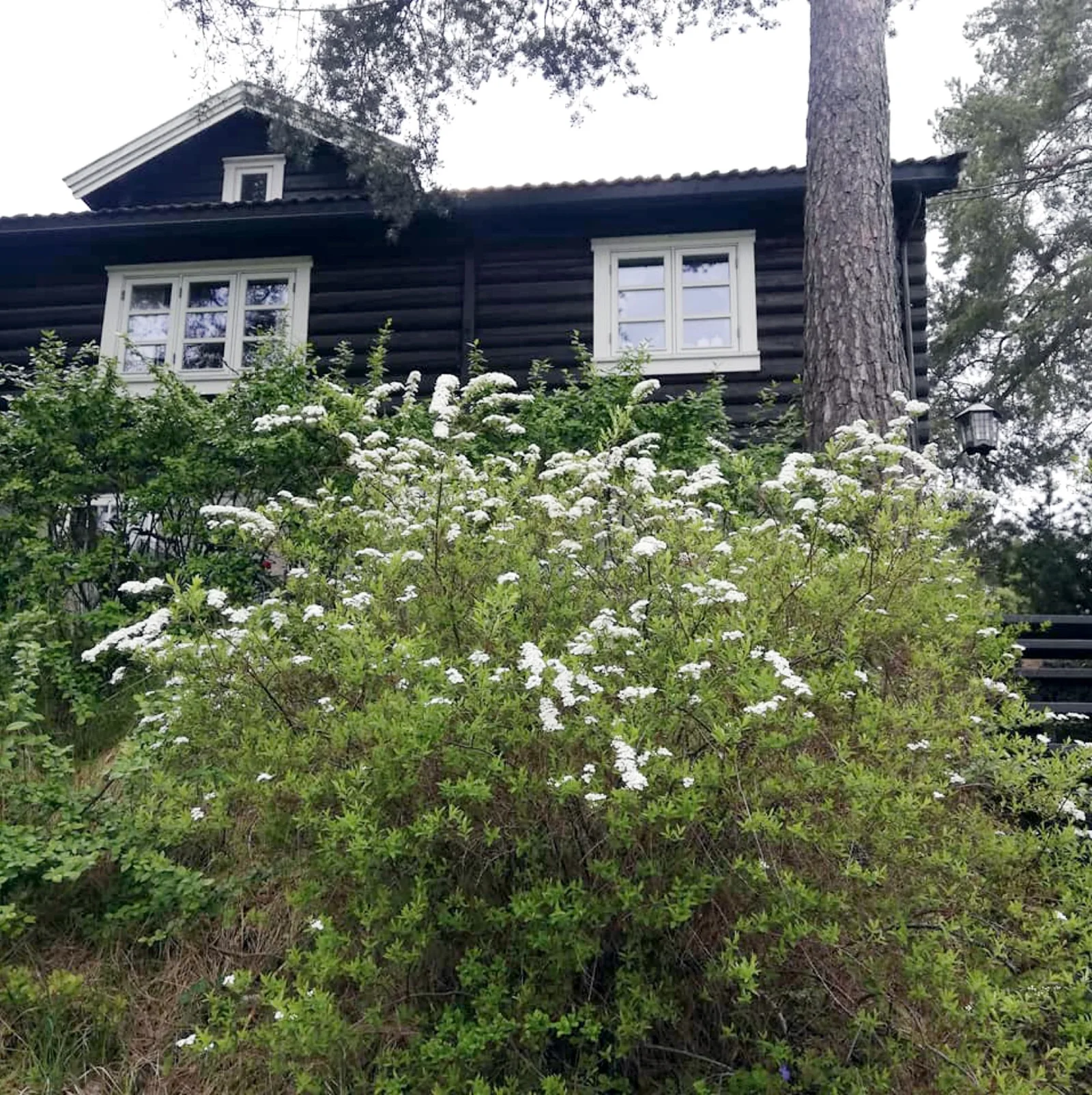 Photo 42
