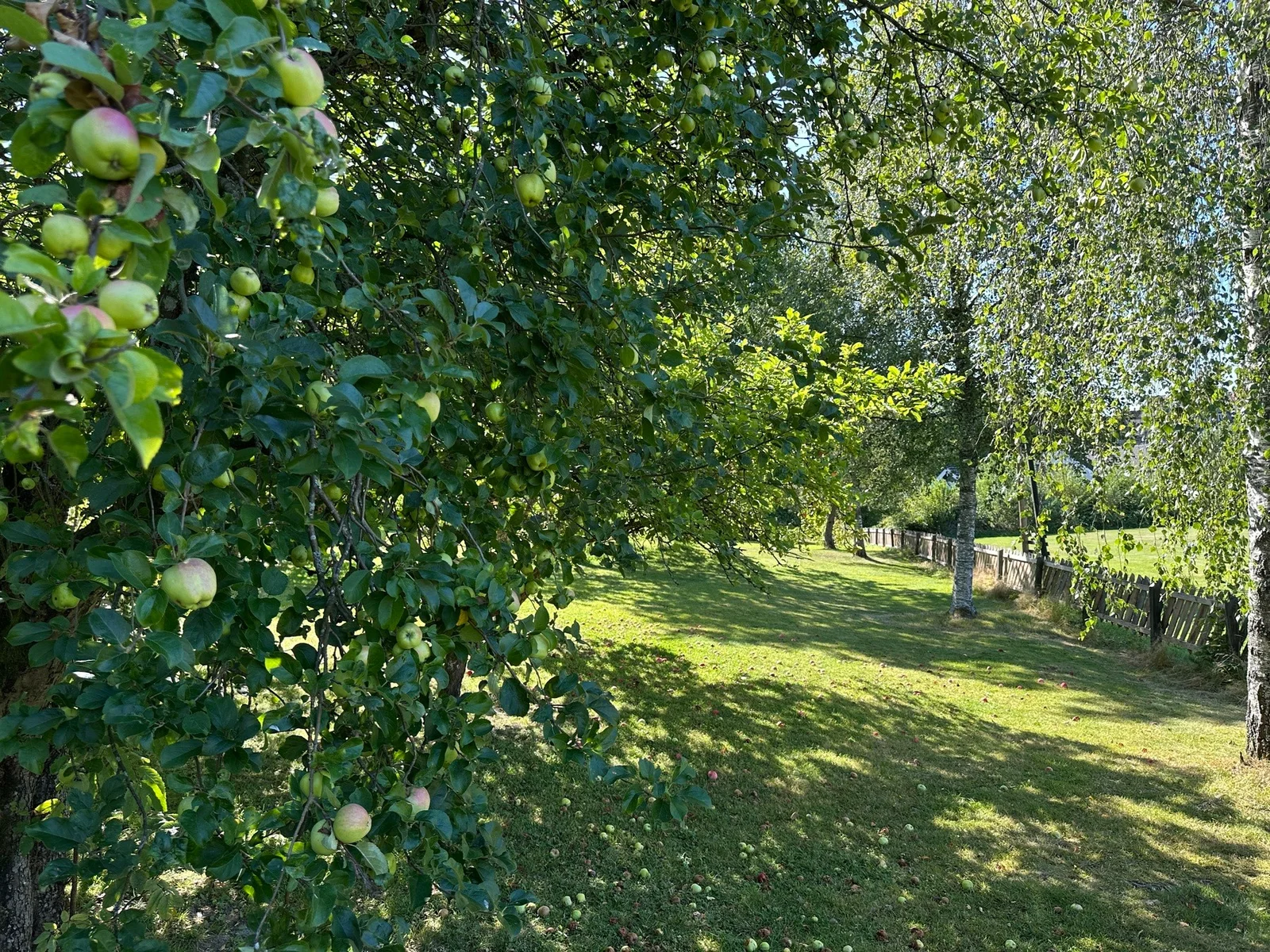Photo 5