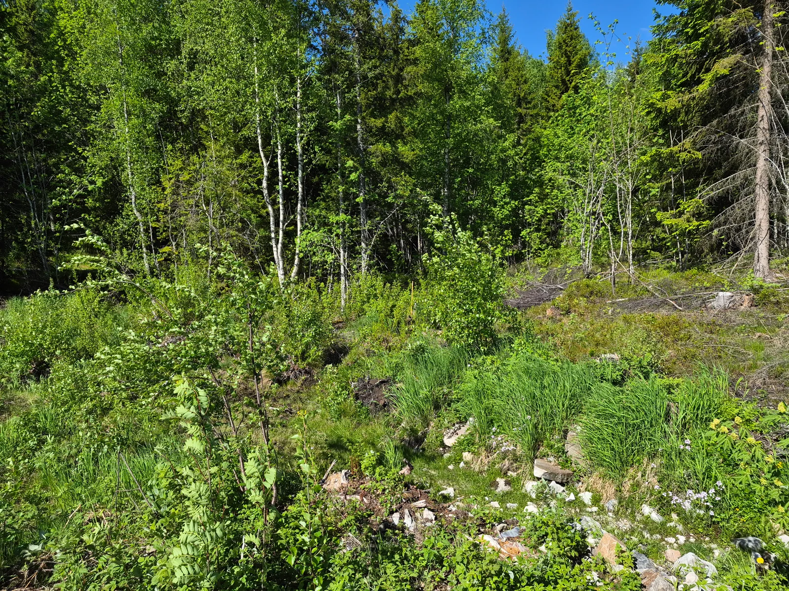 Photo 19