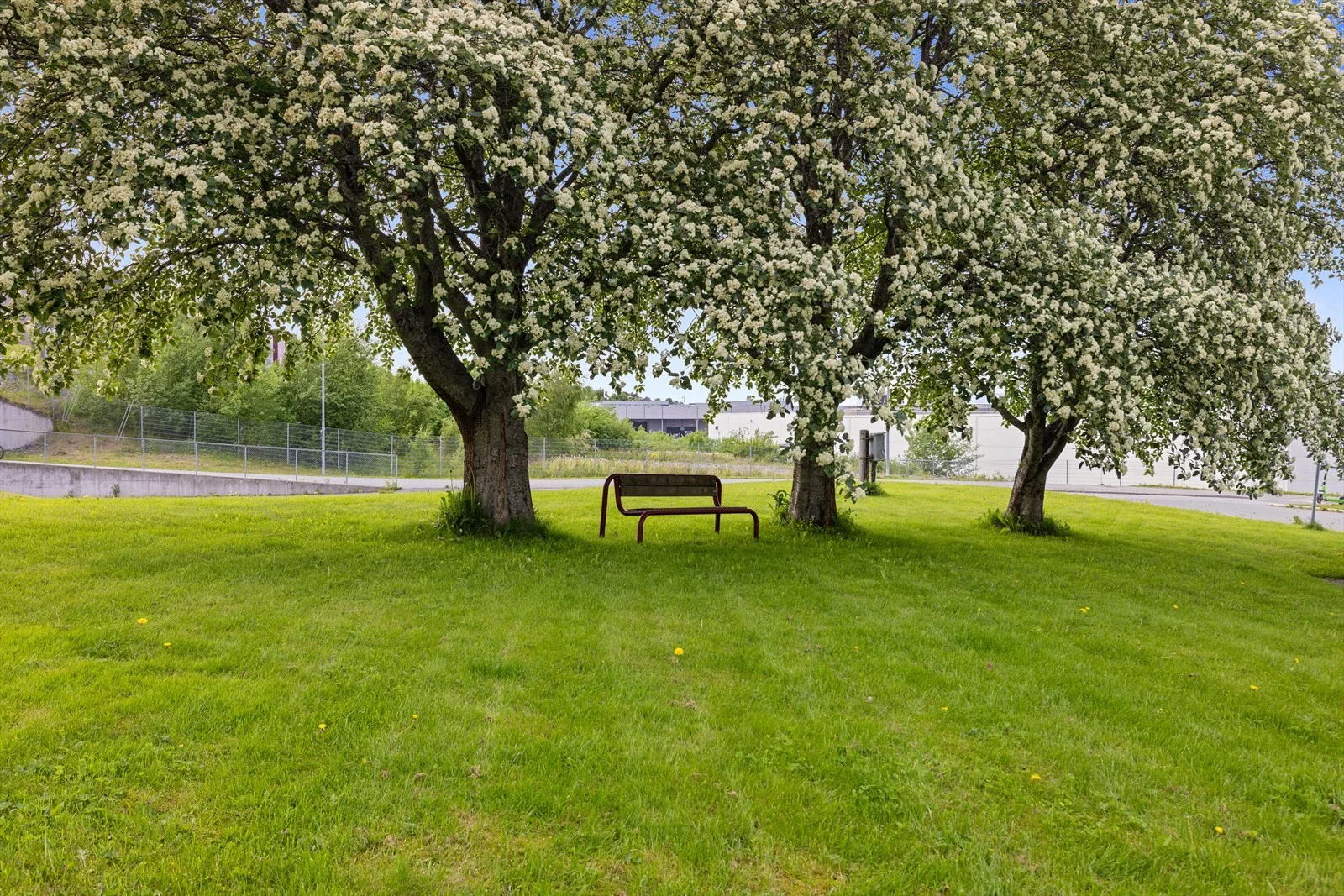 Photo 12