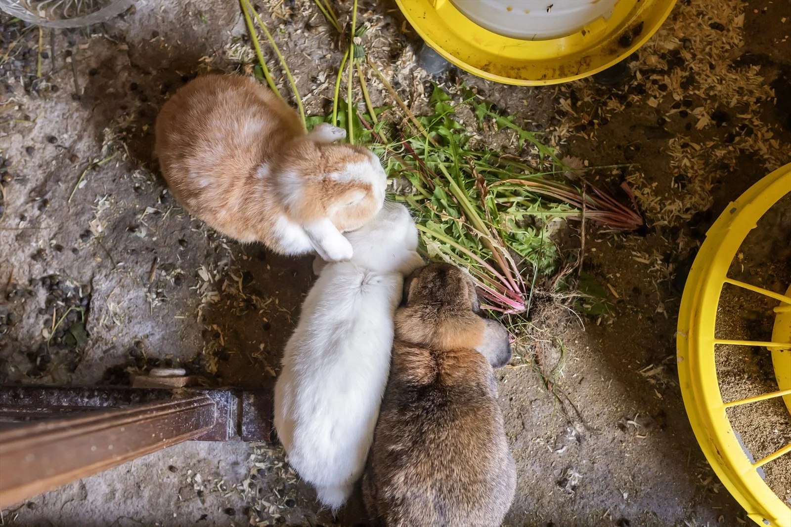 Photo 49