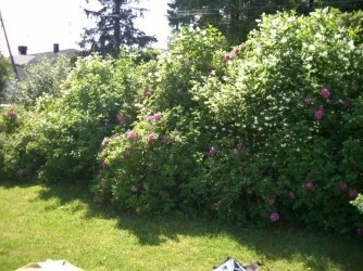 Photo 54