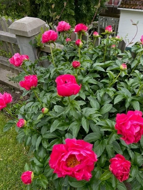 Photo 46