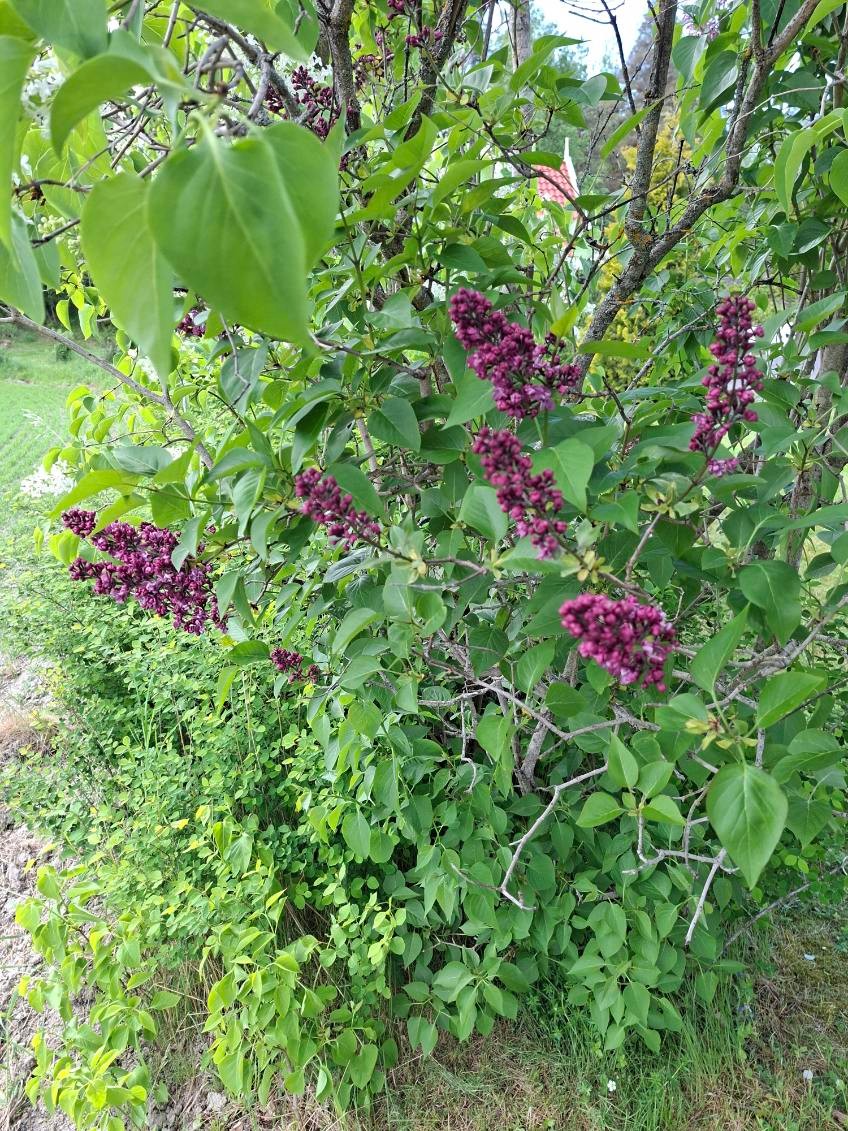 Photo 46