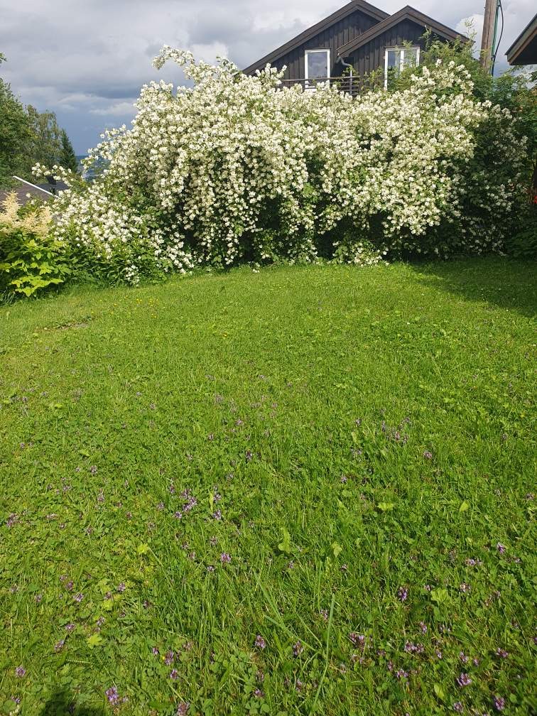 Photo 36