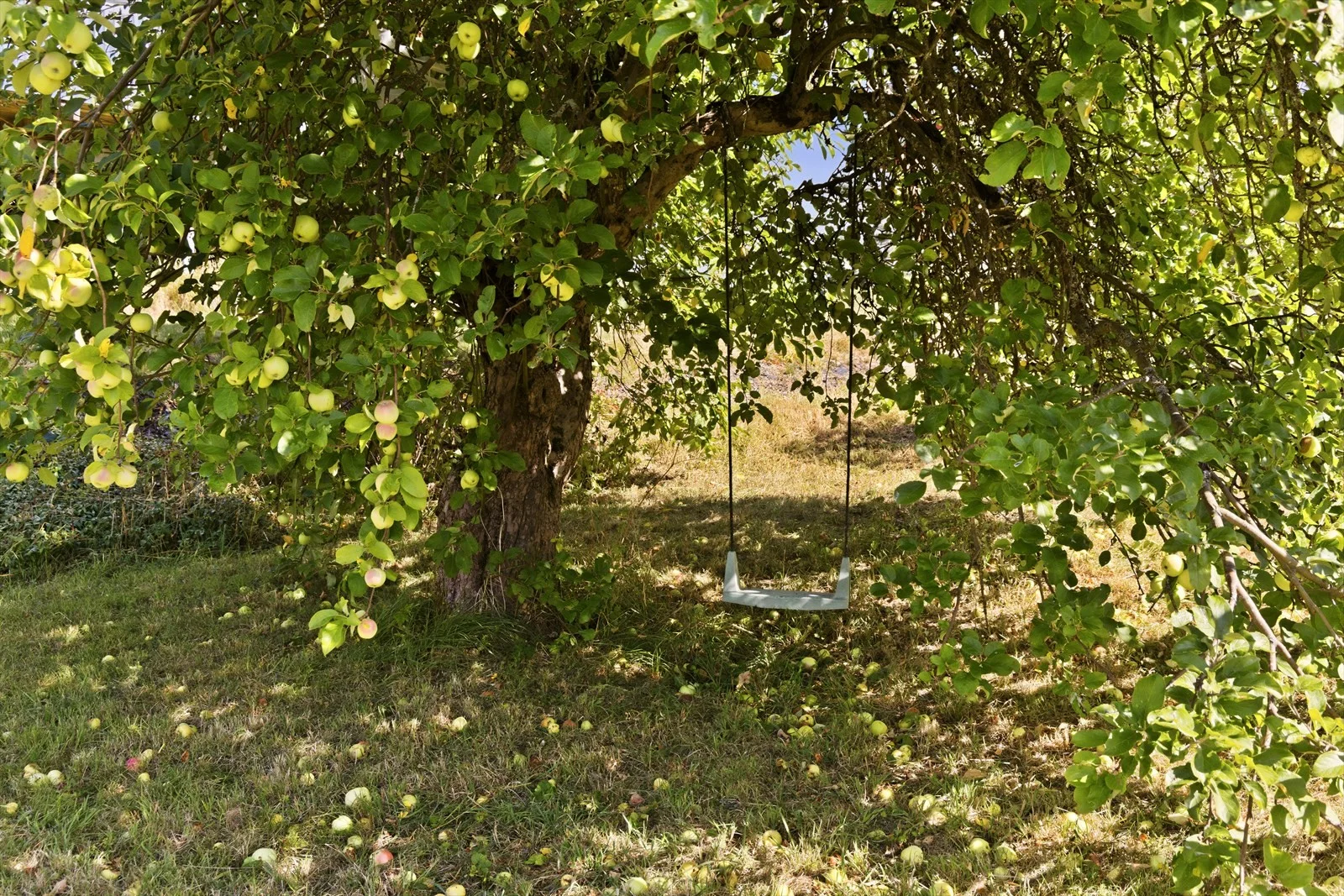 Photo 41