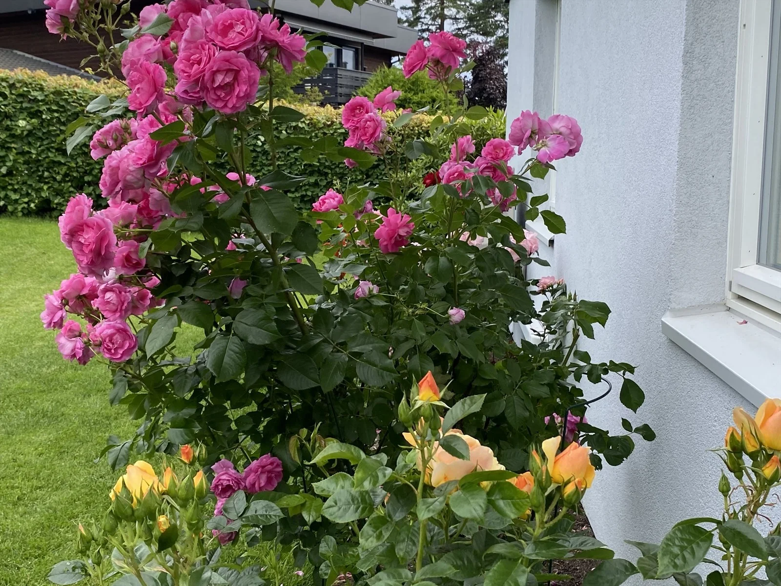 Photo 41