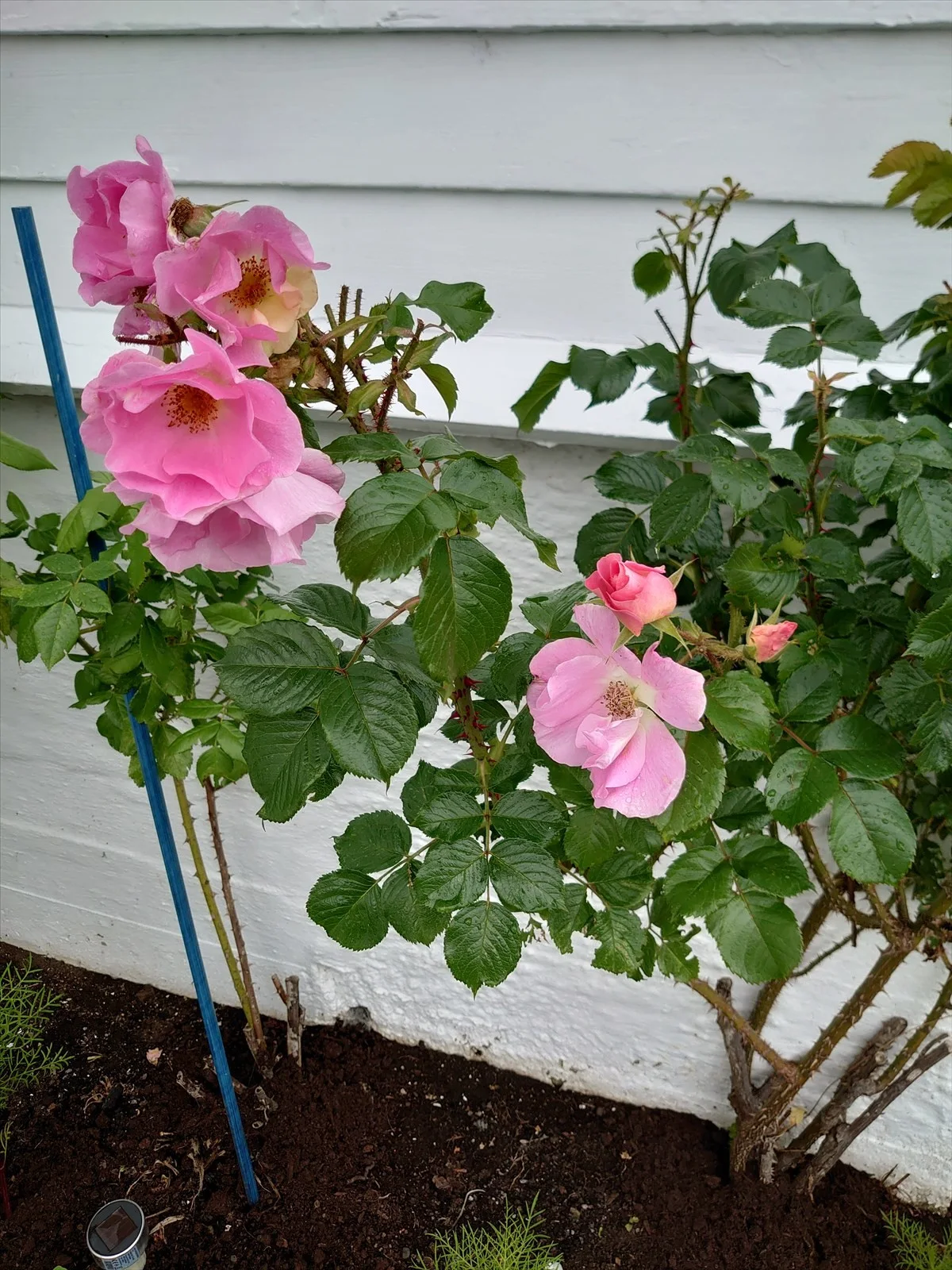 Photo 36