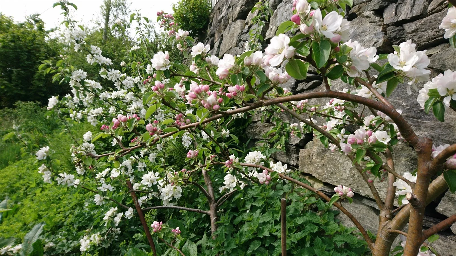 Photo 40