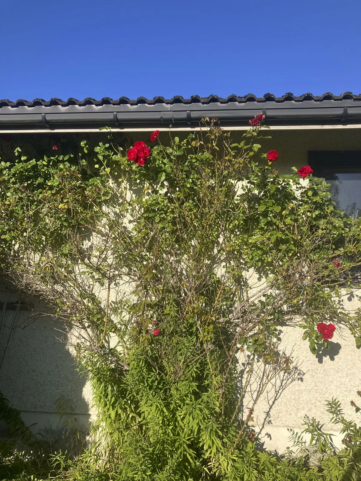 Photo 29