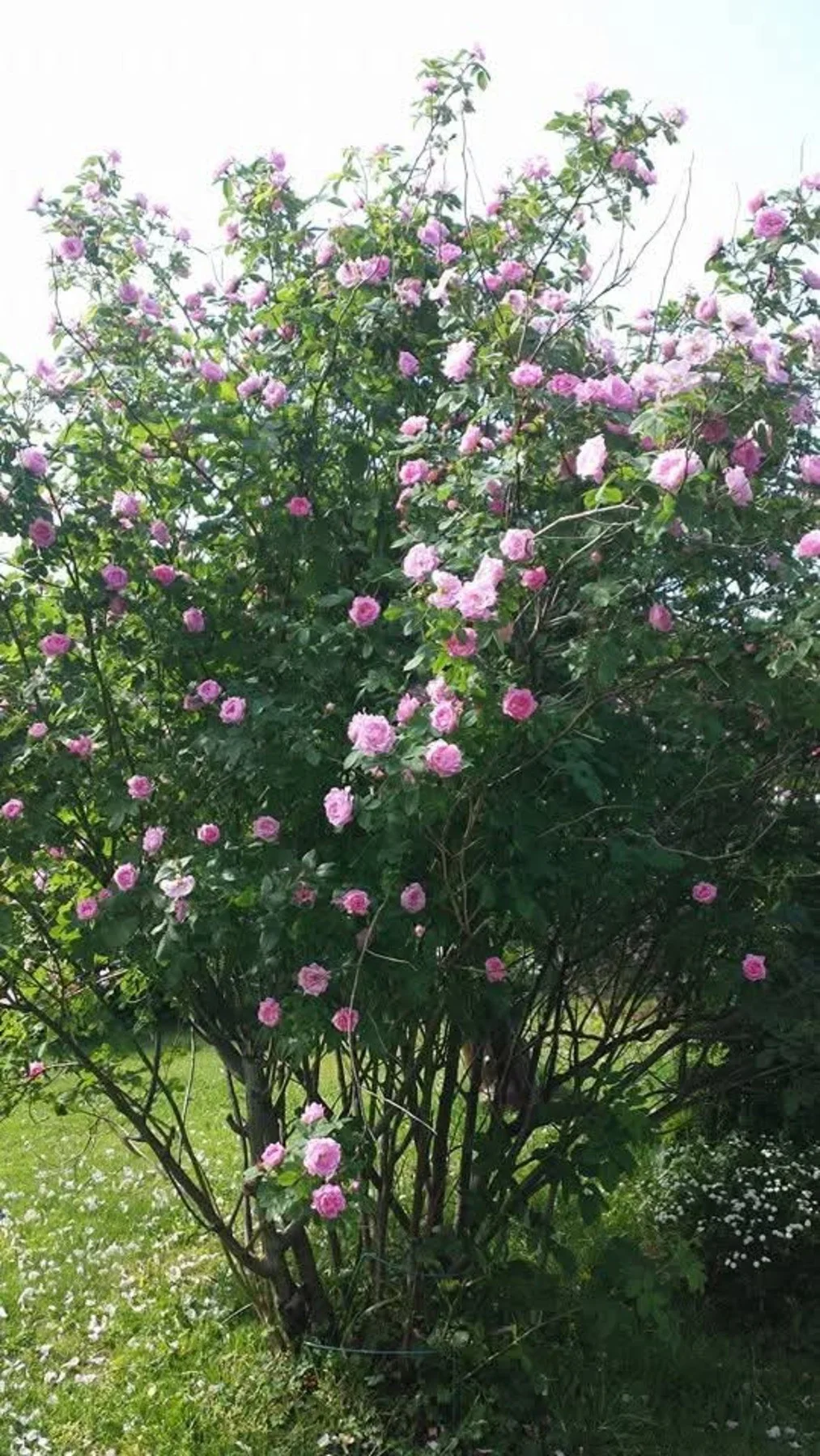 Photo 44